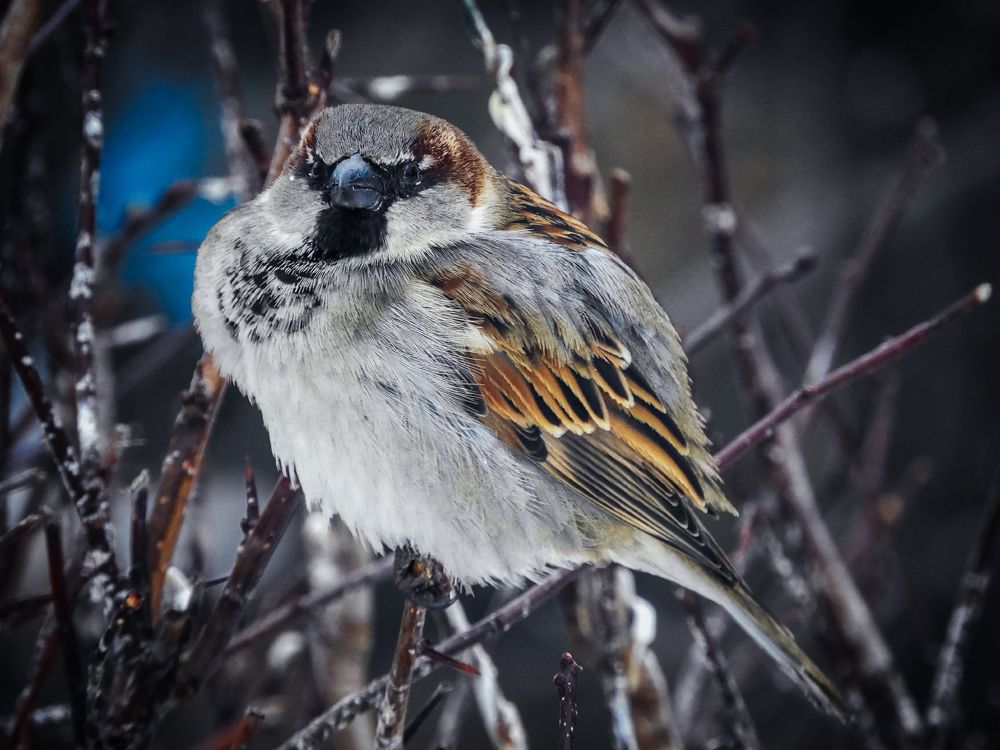 В такой шубке и морозы не страшны