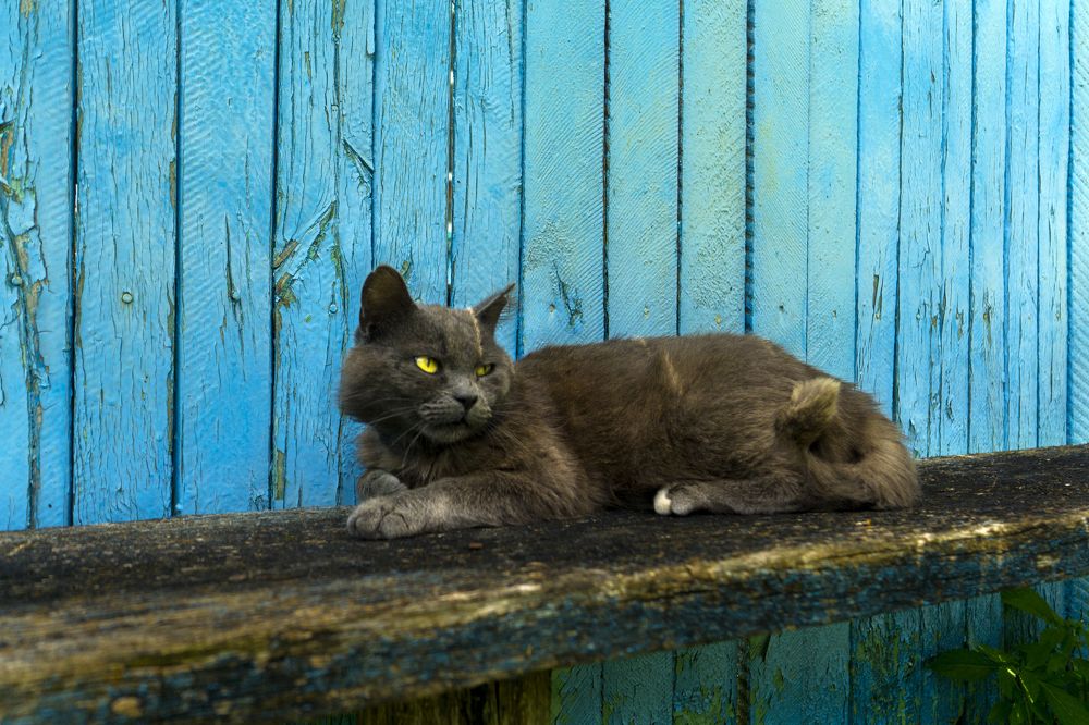 Забор и Кот