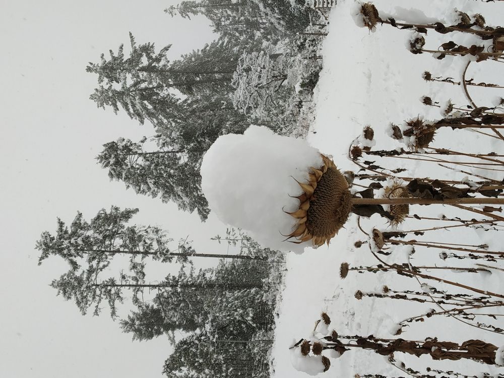 Strength of the sunflower
