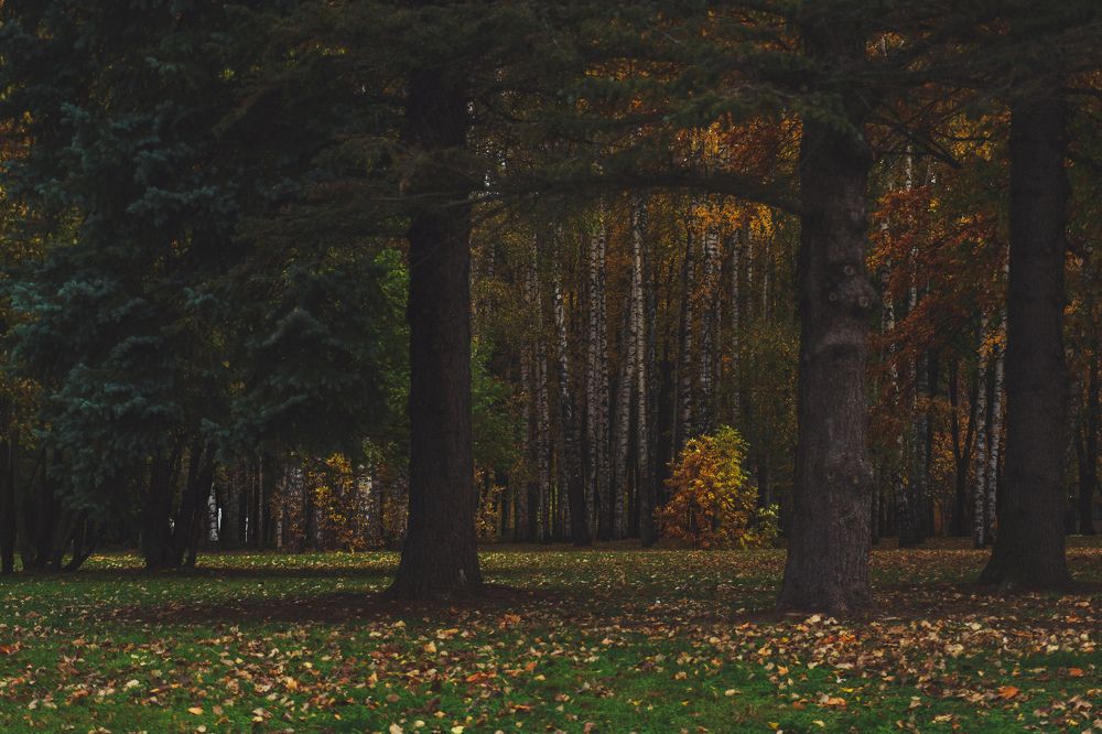 Осенний лес