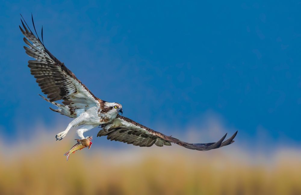 Elegant Raptor with Kill