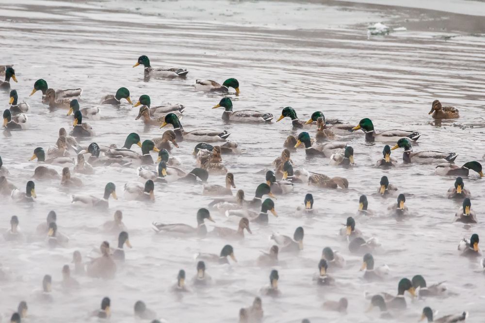 Парная для уток