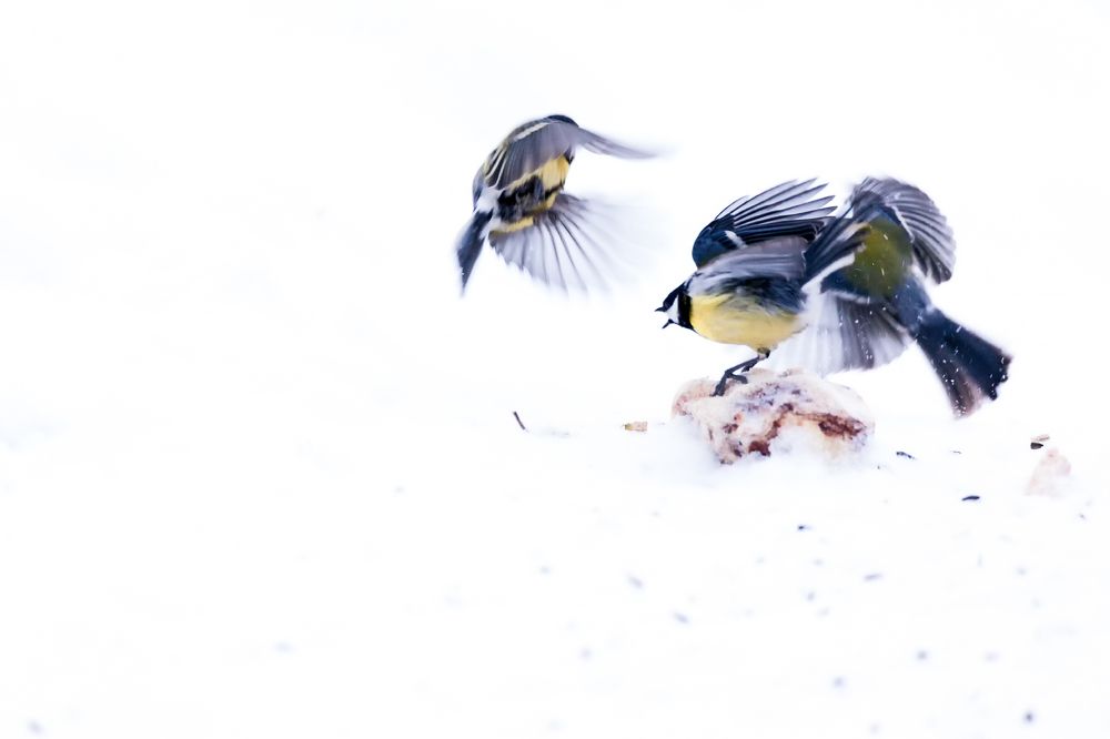 Борьба за выживание