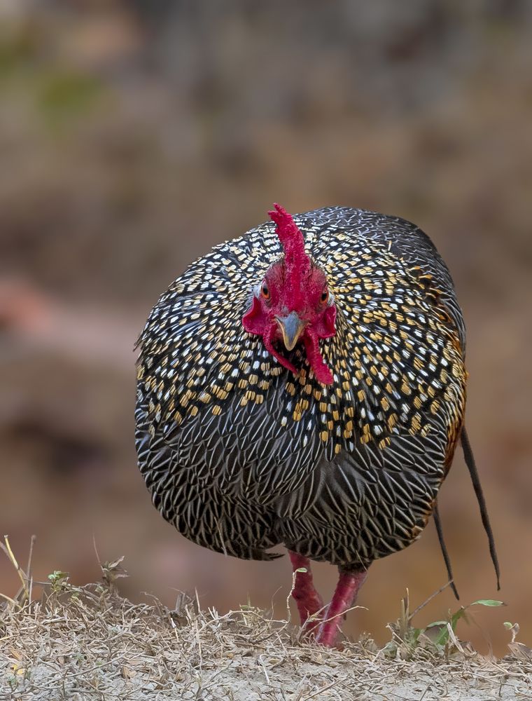 Handsome Male wearing Ornaments