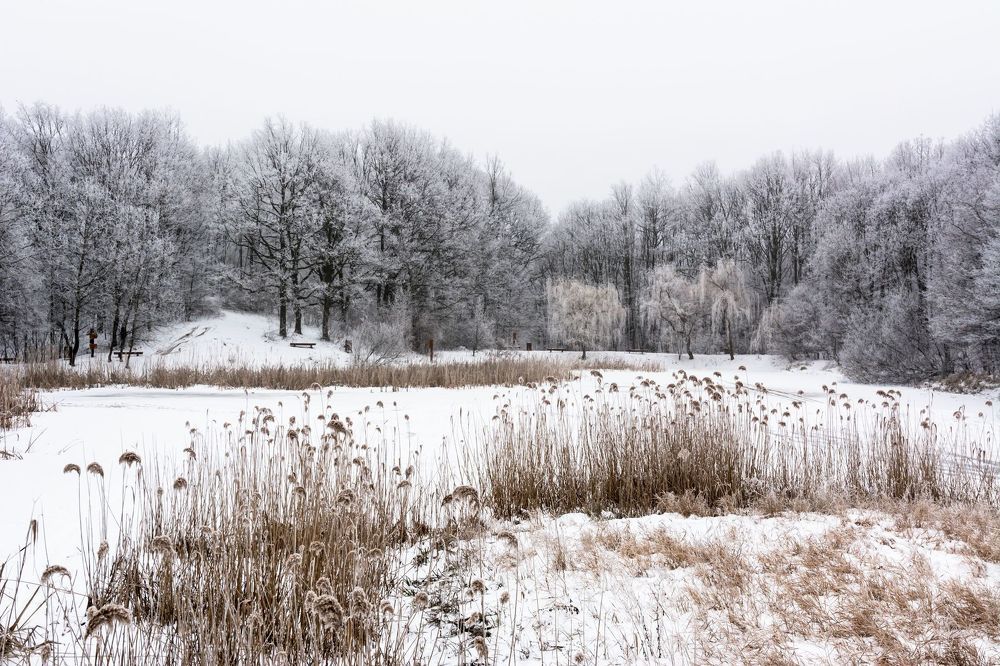 the silver forest ...
