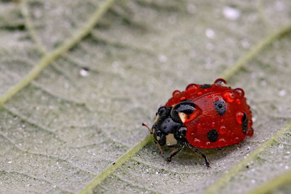 Photograph by Игорь Осипов