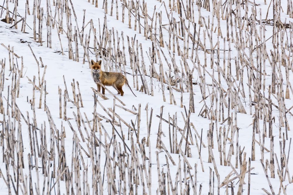 how the fox lost the tail ...?