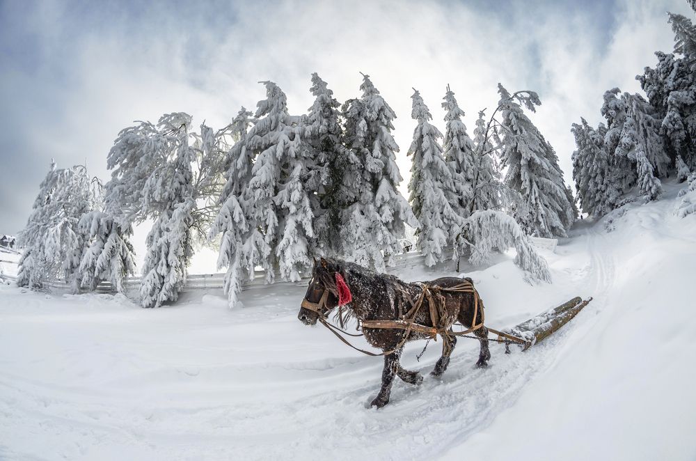 Photograph by Olari Ionut