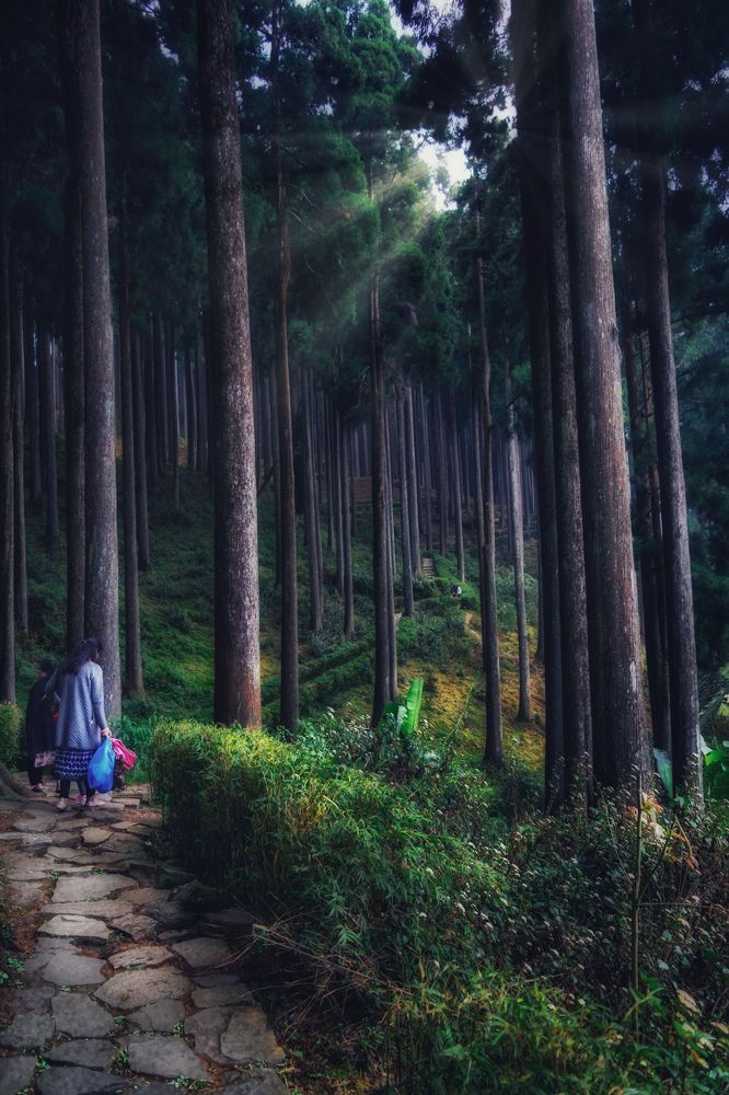 A Walk in Wilderness.