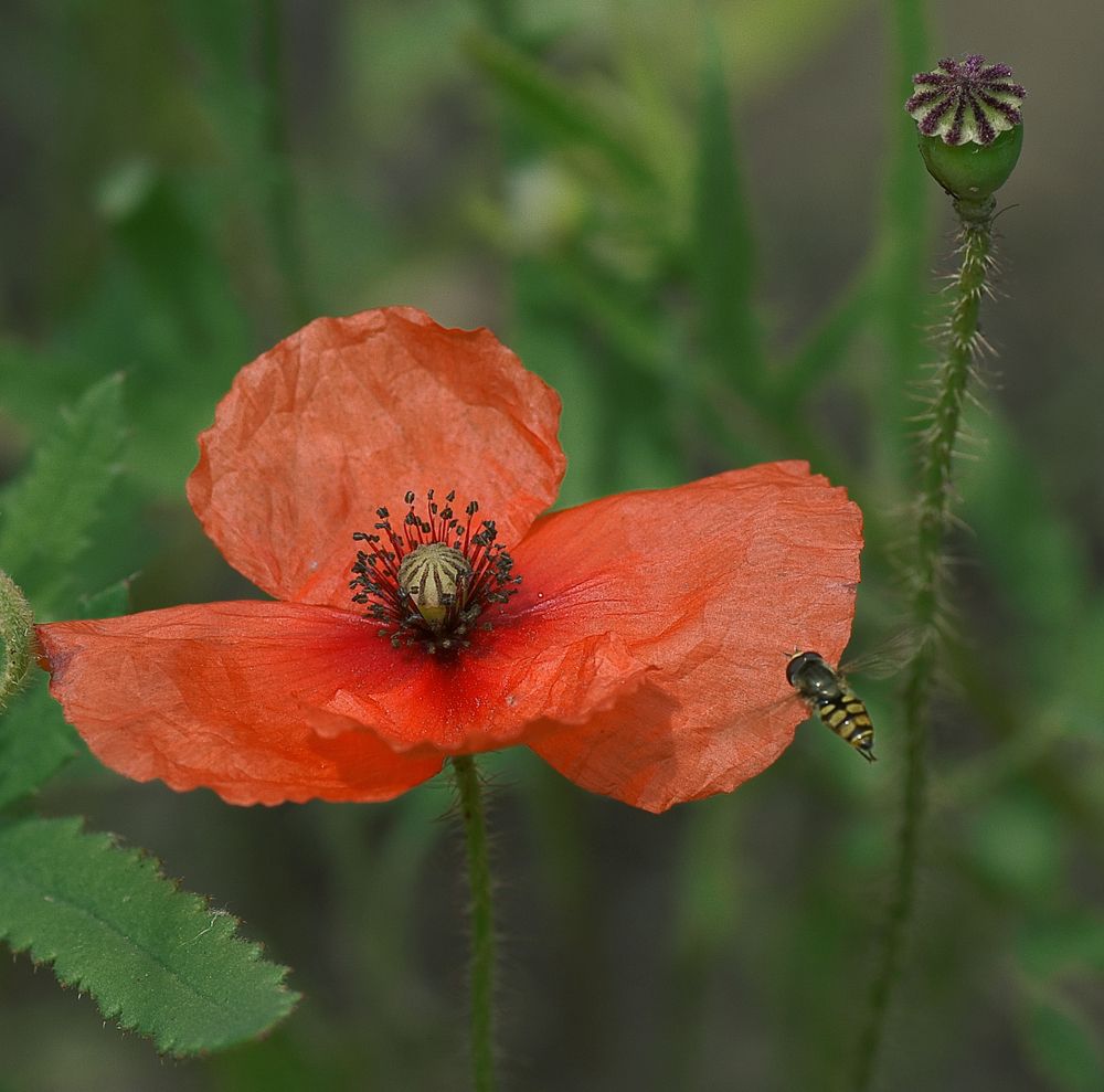 Мак и мушка