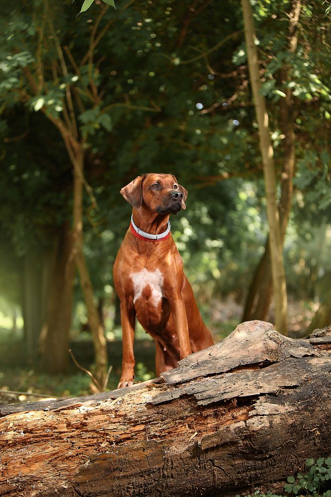 Photograph by Галина Ледок