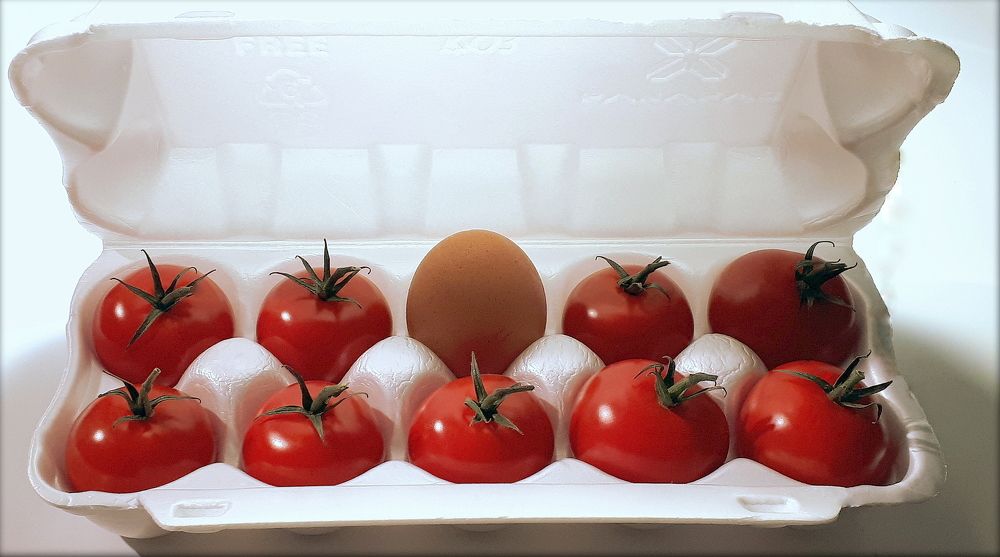 WHAT WAS FIRST? EGG OR TOMATO?