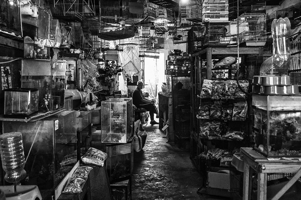 Bird Cage Store