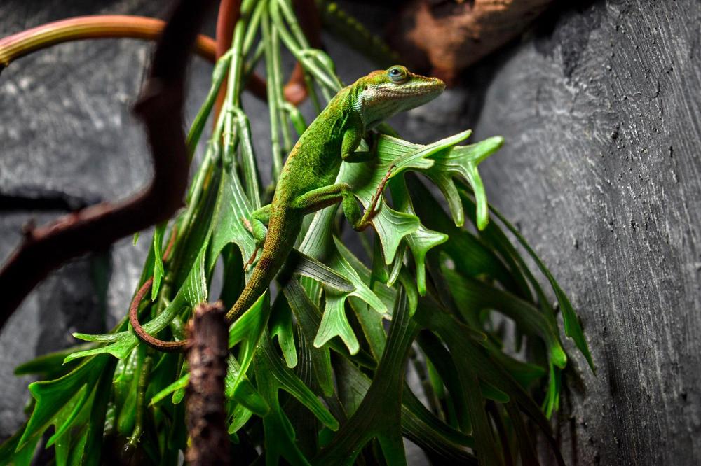 Photograph by Stefan Garzia