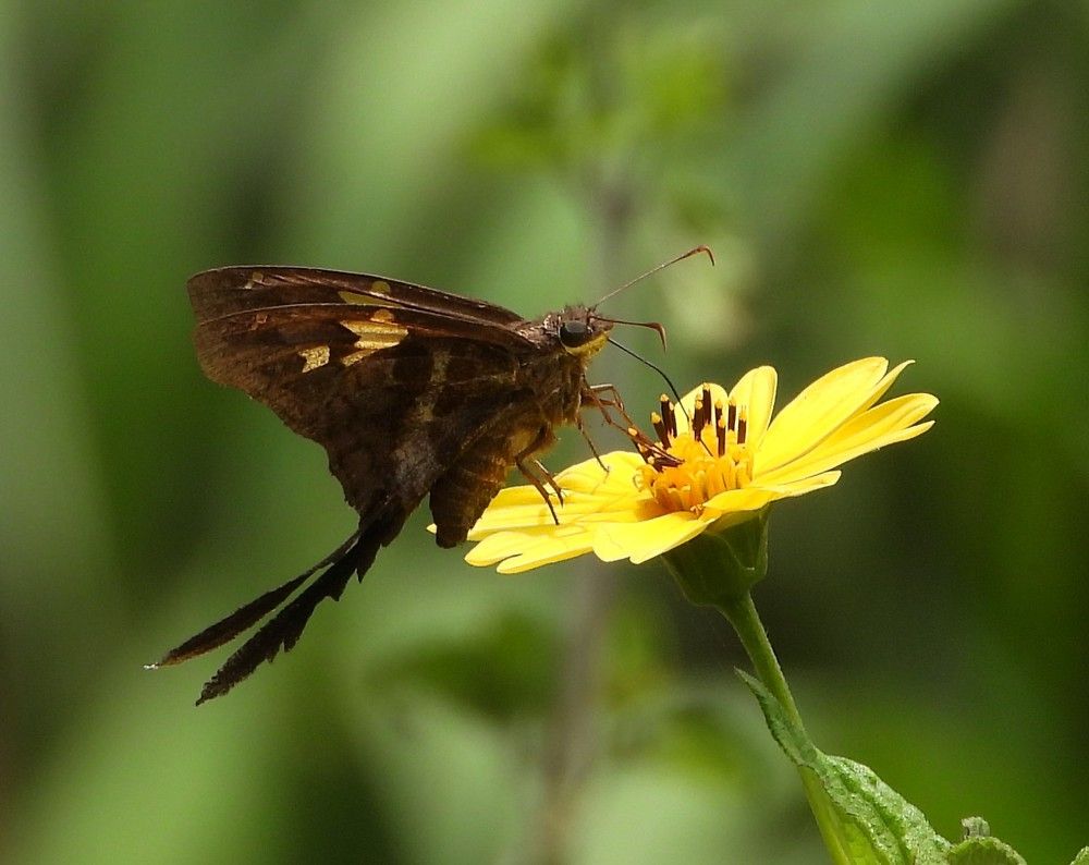 Alimento y polinización