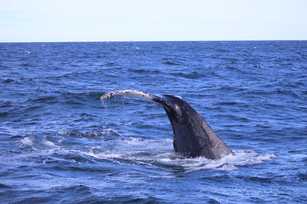 Whale Watch