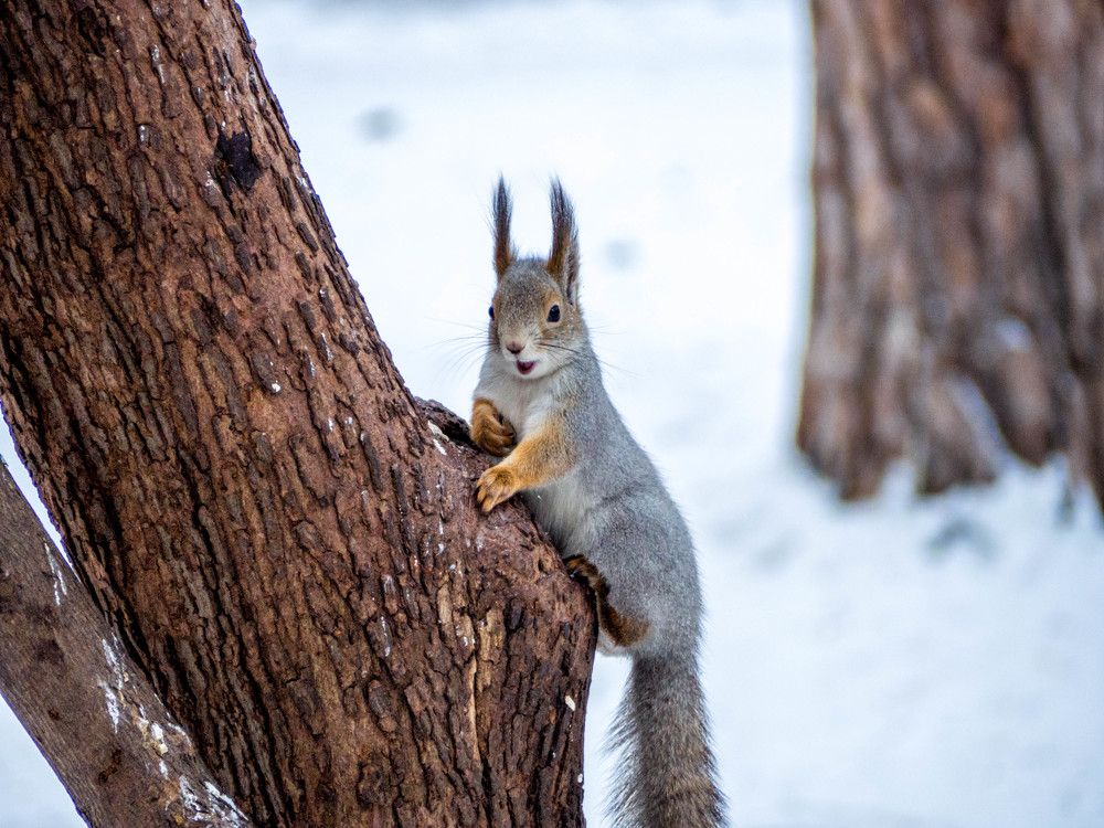 Из жизни белок