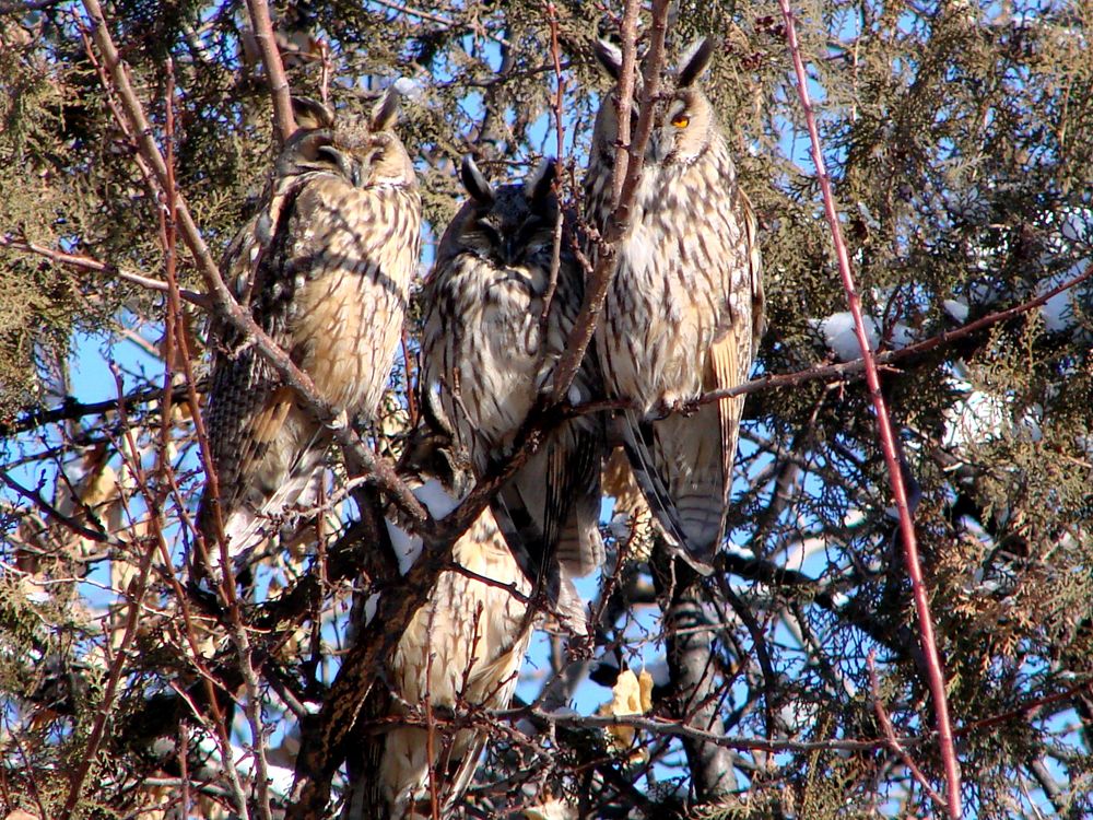Asio otus — ушастая сова (Узбекистан)