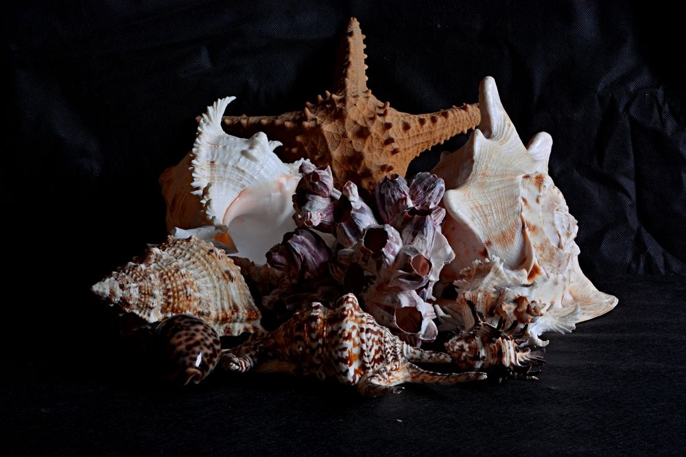 Морские раковины