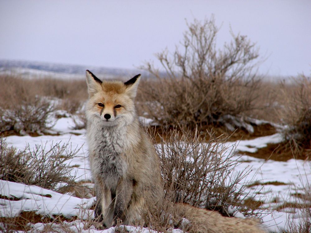 Корса́к, или степная лисица (пустыня Кызылкум, Узбекистан)