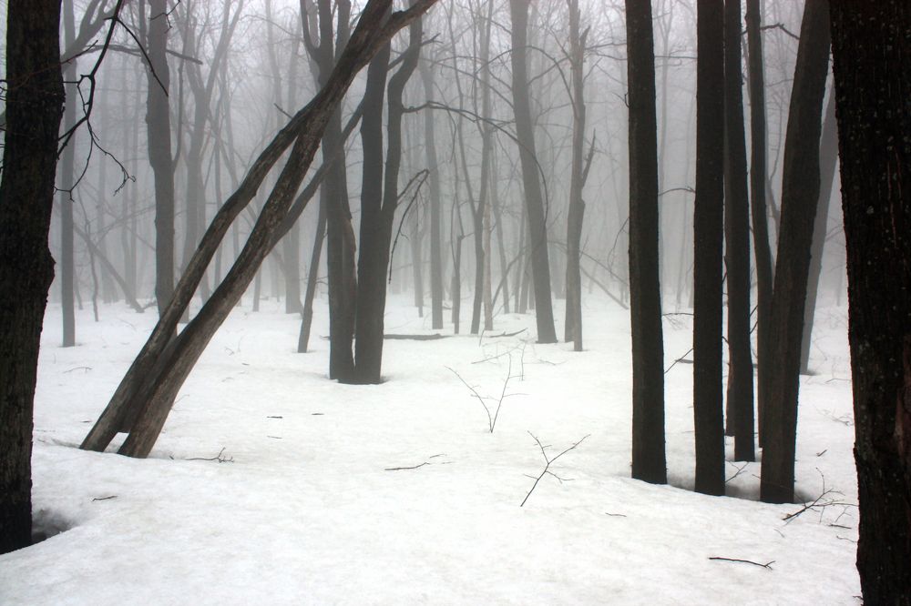 Утро в лесу