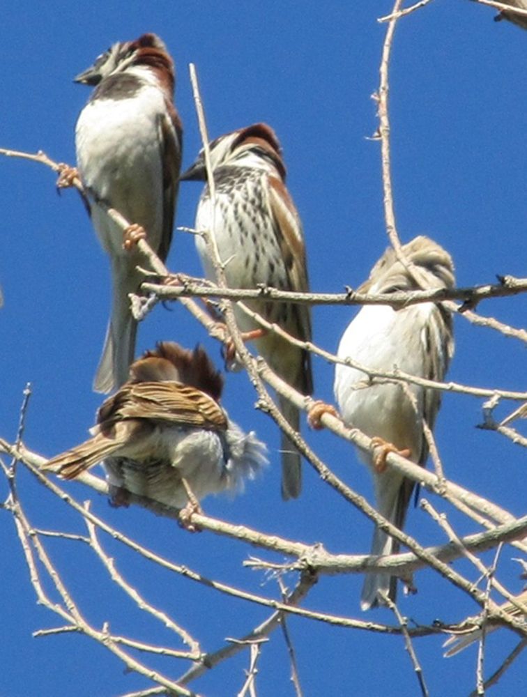 Passer ammodendri — саксаульный воробей (пустыня Кызылкум, Узбекистан)
