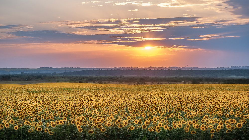 Подсолнухи.