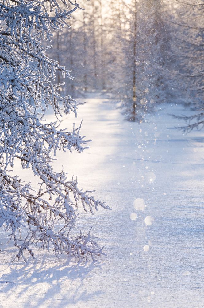 нежно - снежное