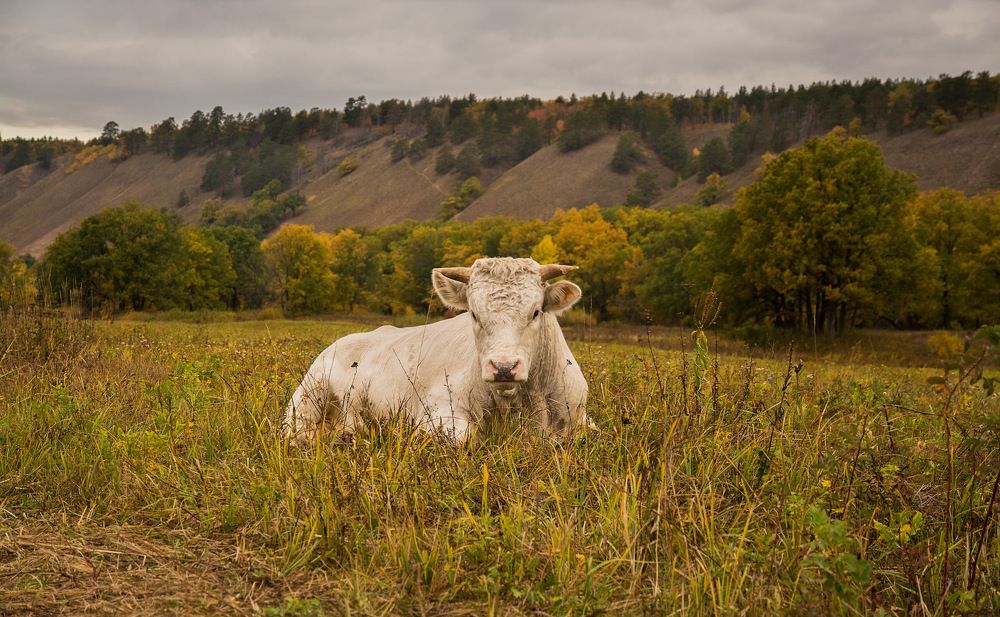 Фёдоровский Бык