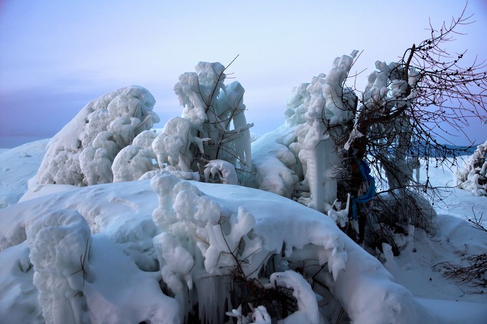 Хи морин в снегу