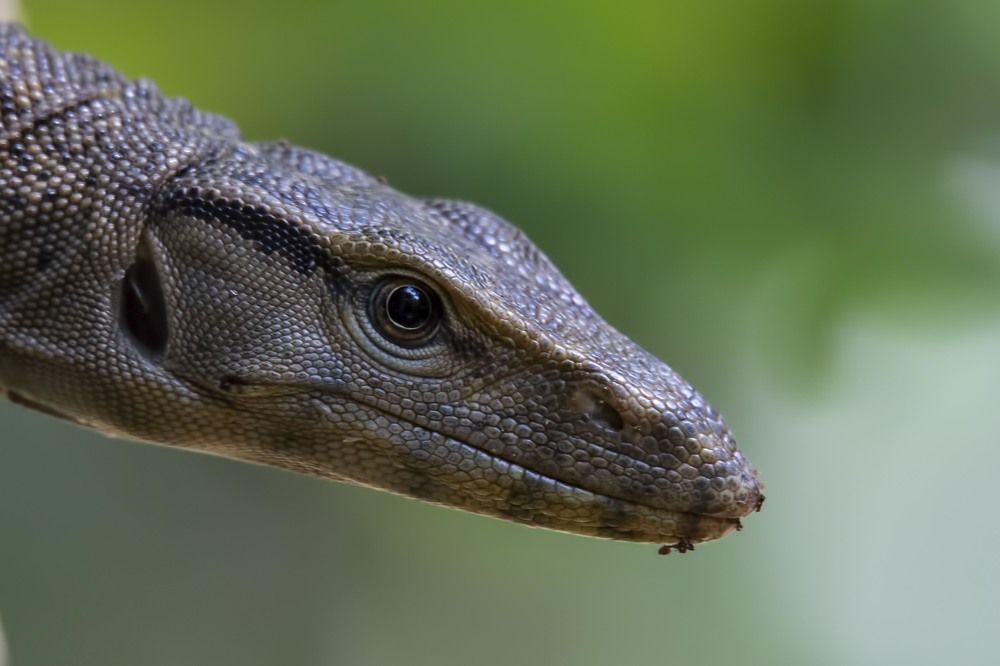 Monitor Lizard