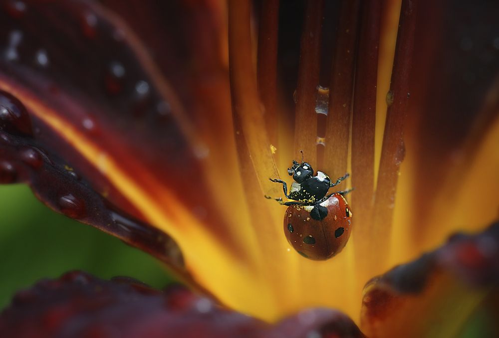 Вулканолог