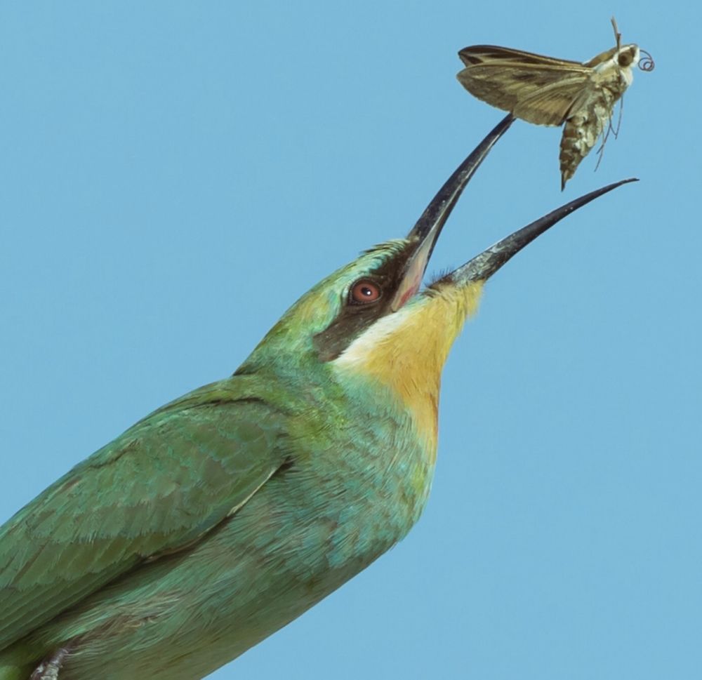 BLUE BEE EATER WITH PREY
