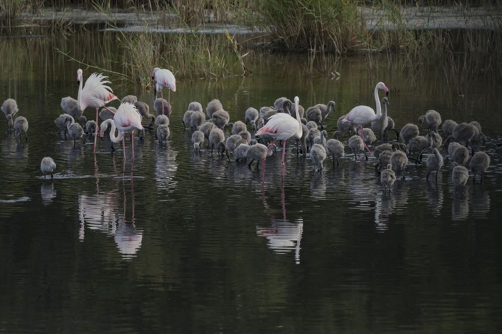 Sicilia- Fenicotteri