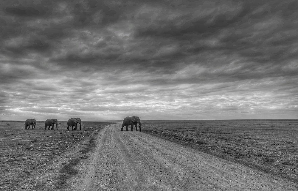 Traped in wonderland