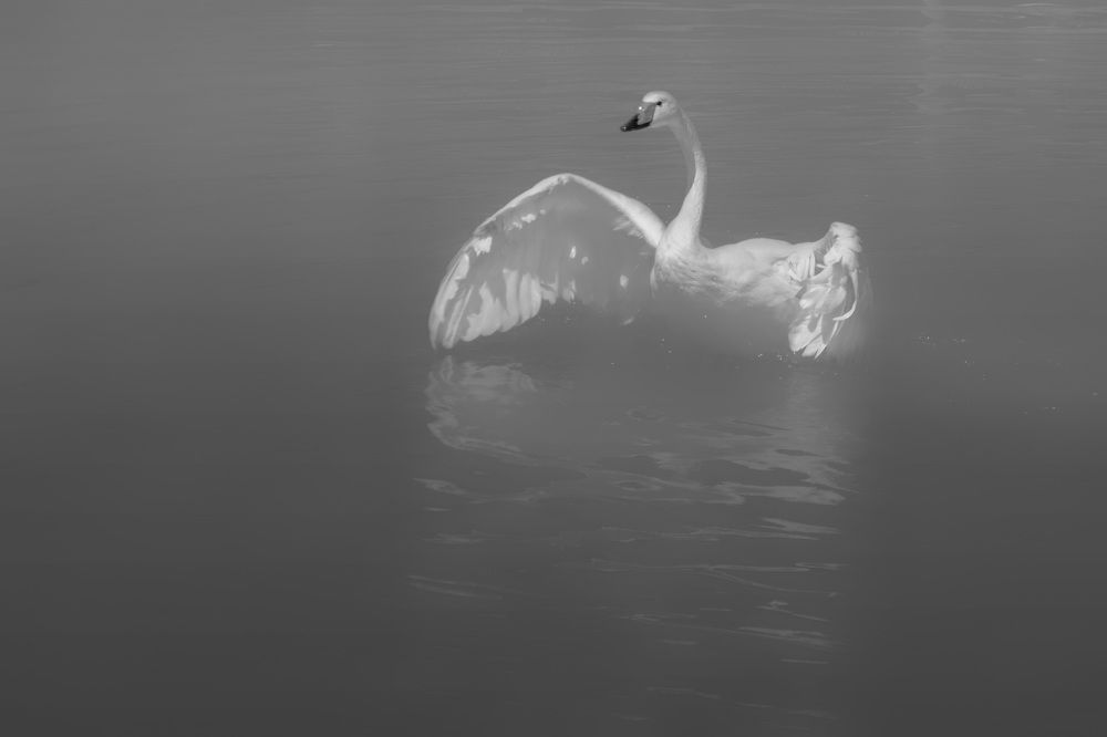 Рывок к свободе.