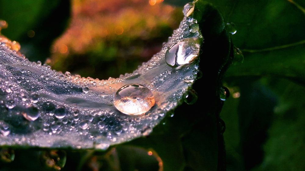 Dewdrops on leaf