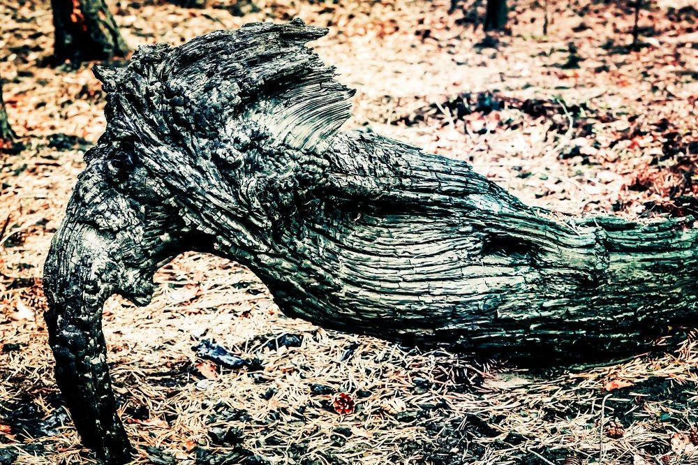 Заколдованный Конь