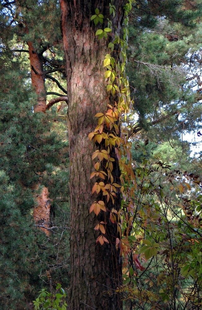 Photograph by Воропаева Юлия