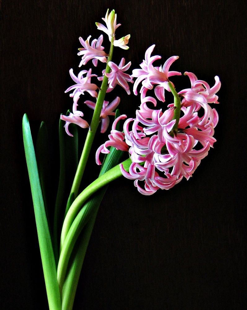 Photograph by Воропаева Юлия