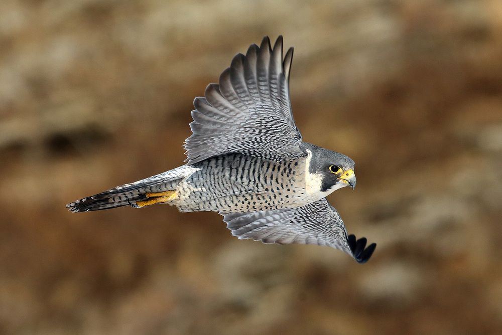 Острый глаз