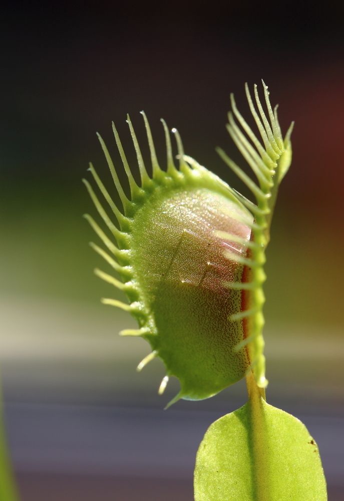 Венерина мухоловка