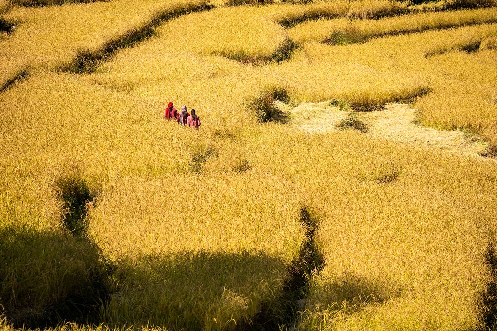 Золотой рис