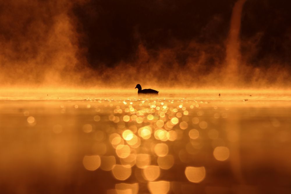 Golden Light of Misty Morning.