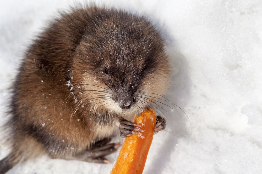 Muskrat calves, Muskrat (Ondatra zibethicus) is eating a carpet under snow