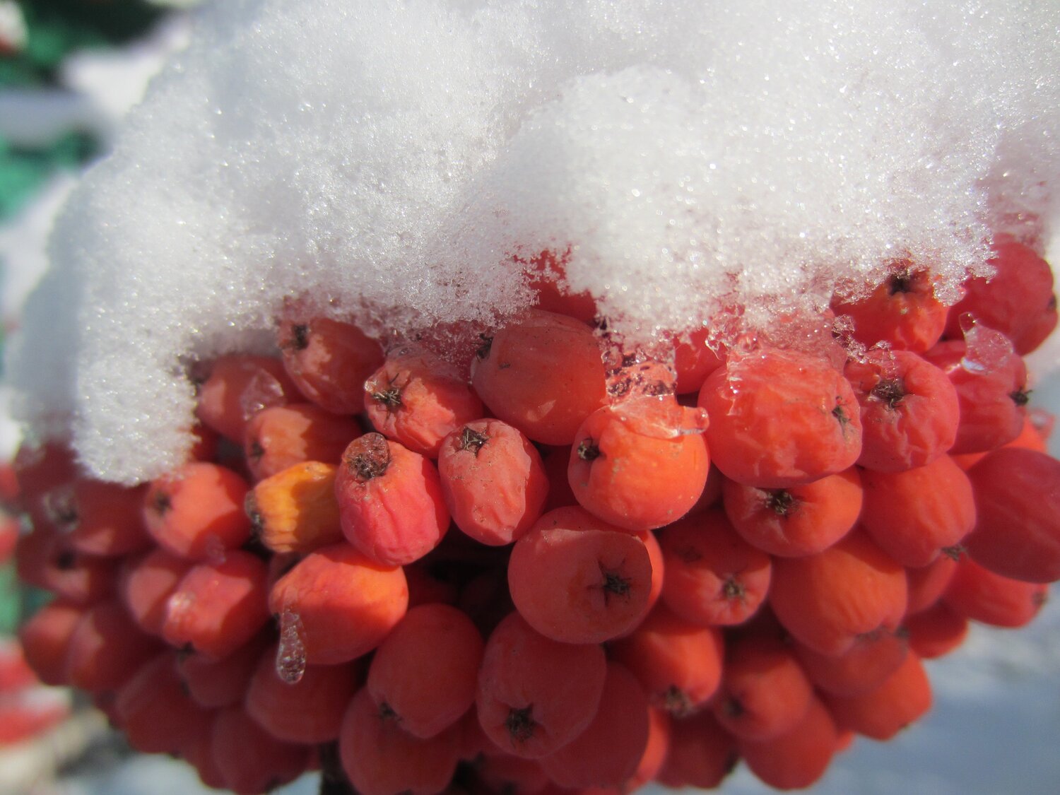 Photo #2942734