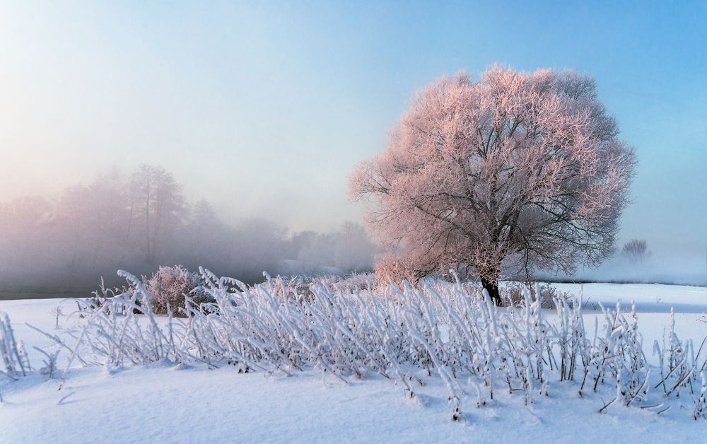 Розовое дерево