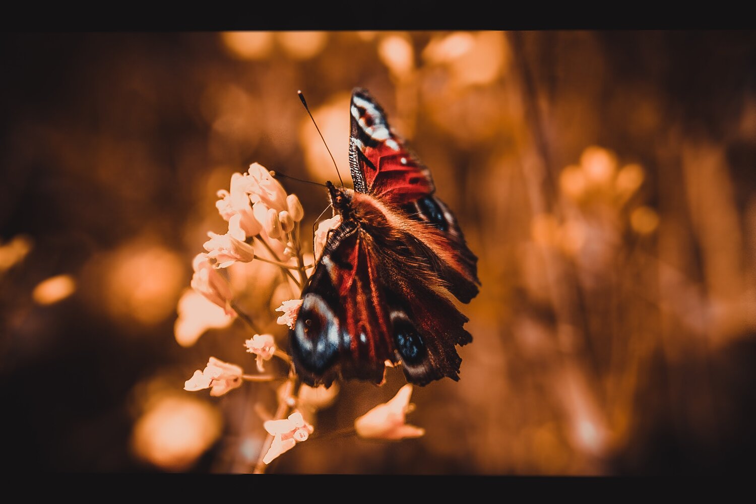 Resting Fairy