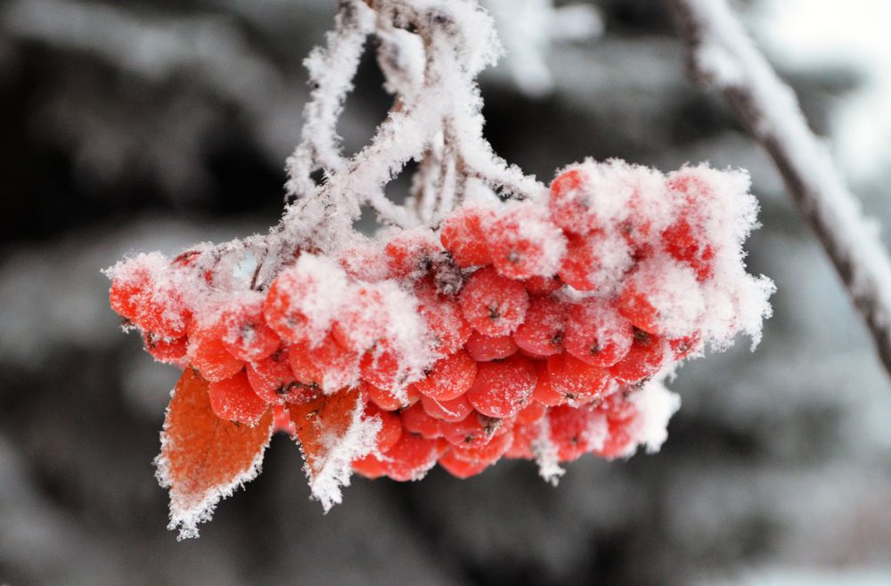 Photograph by Рушания Мышева(Валеева)