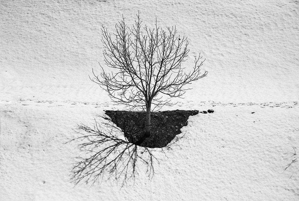 Alone tree